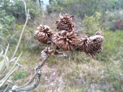 Espeletia grandiflora