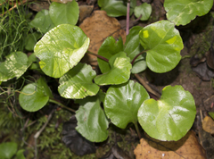 Pyrola asarifolia