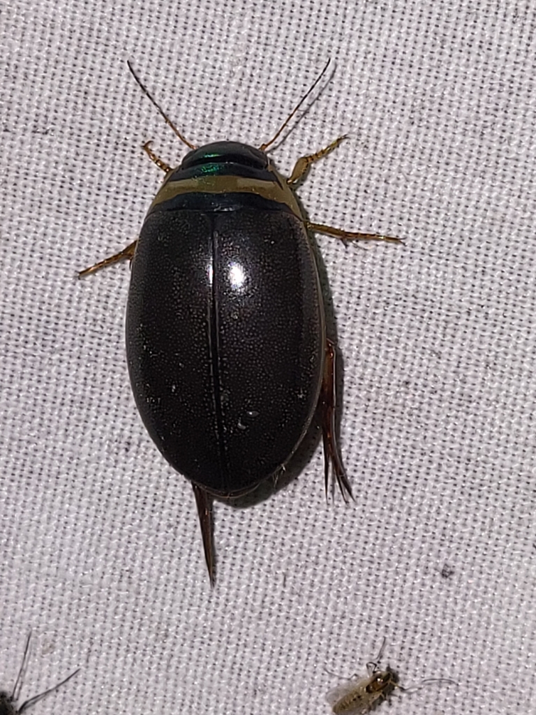 Graphoderus from Chauvin, AB T0B 0V0, Canada on August 17, 2023 at 11