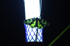 Pantherodes pardalaria