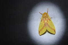 Symphlebia