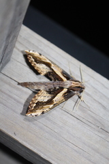 Xylophanes ceratomioides