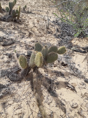 Opuntia pycnantha