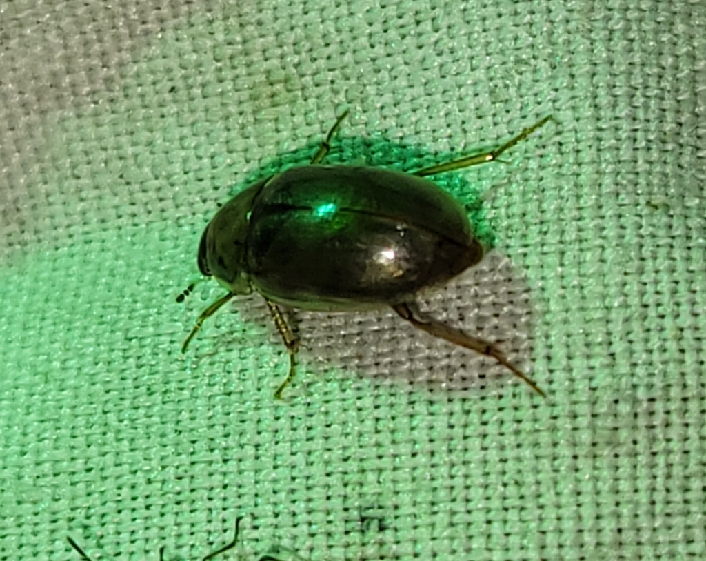 Water Scavenger Beetles from Chauvin, AB T0B 0V0, Canada on August 17