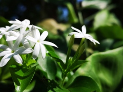 Jasminum elongatum