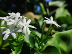 Jasminum elongatum