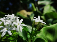 Jasminum elongatum