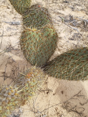 Opuntia pycnantha