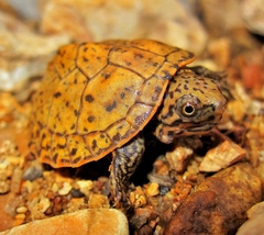 Sternotherus peltifer