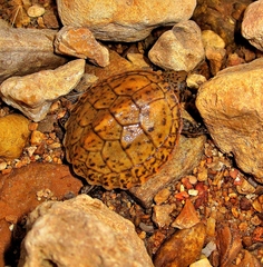 Sternotherus peltifer