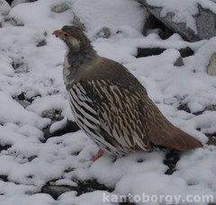 Tetraogallus tibetanus