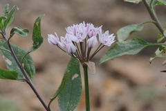 Allium praecox