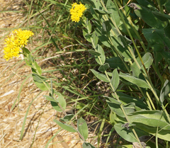 Solidago rigida humilis