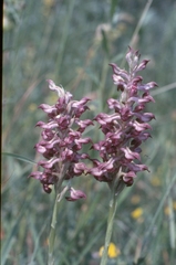 Anacamptis coriophora fragrans