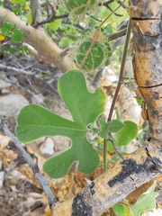 Passiflora pentaschista