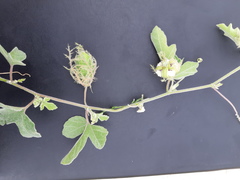 Passiflora pentaschista