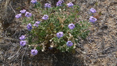 Glandularia gooddingii