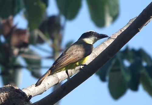 Boat-billed Flycatcher (South American)