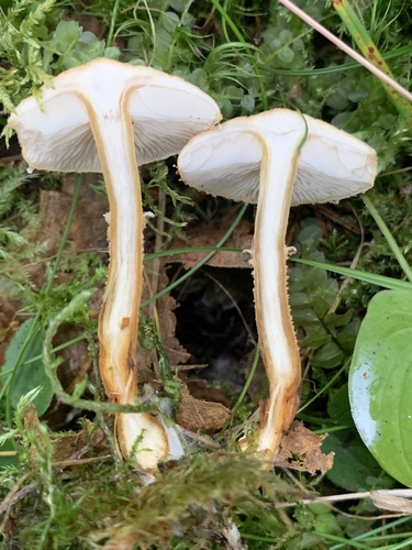 Earthy Powdercap