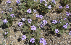 Glandularia gooddingii