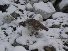 Tetraogallus tibetanus