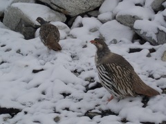 Tetraogallus tibetanus