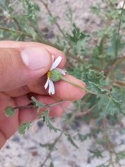 Perityle crassifolia robusta