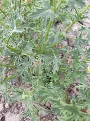 Perityle crassifolia robusta