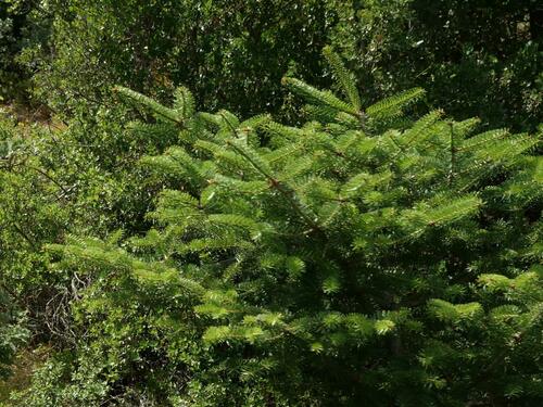 Image of Abies cephalonica by (c) Alexis Tinker-Tsavalas, some rights reserved (CC BY)