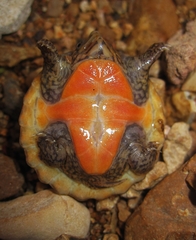 Sternotherus peltifer