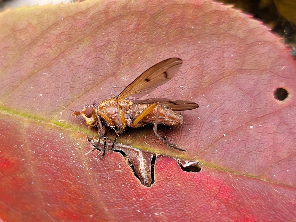 Tetanocera from Chauvin, AB T0B 0V0, Canada on August 18, 2023 at 0829