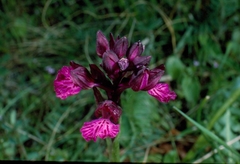 Anacamptis