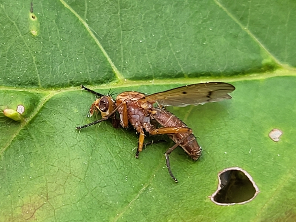 Tetanocera from Chauvin, AB T0B 0V0, Canada on August 18, 2023 at 0829