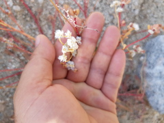 Portulaca californica
