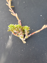 Portulaca californica