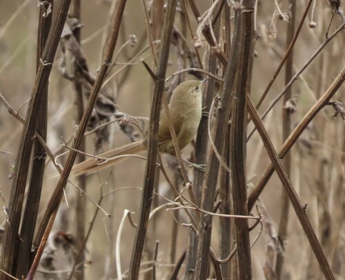 Itatiaia Spinetail (Asthenes moreirae), photo 10
