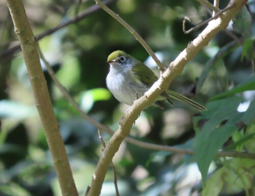 Serra do Mar Bristle Tyrant (Pogonotriccus difficilis), photo 5