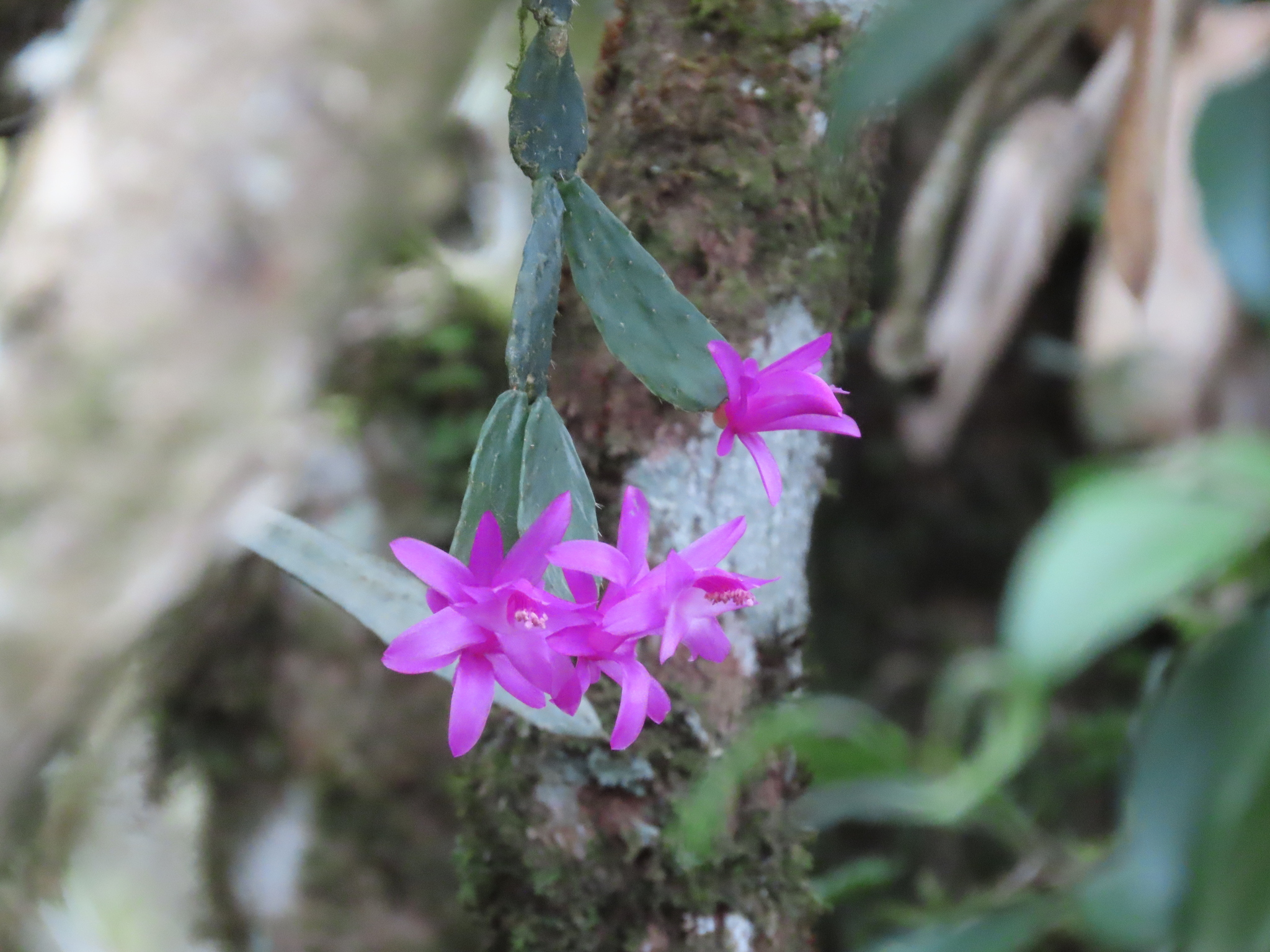 Christmas Cactus (Schlumbergera opuntioides)
