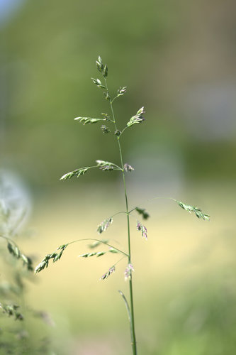 Poa pratensis