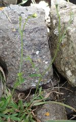 Wahlenbergia rupestris