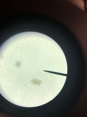 Brachionus calyciflorus