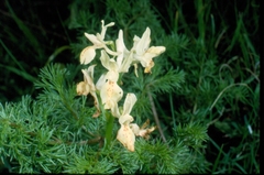 Orchis provincialis