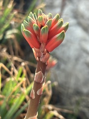 Aloe chortolirioides image