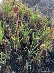 Aloe chortolirioides var. woolliana image