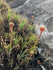 Aloe chortolirioides var. woolliana image