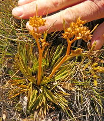 Aciphylla monroi