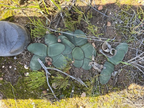 Brunsvigia nervosa