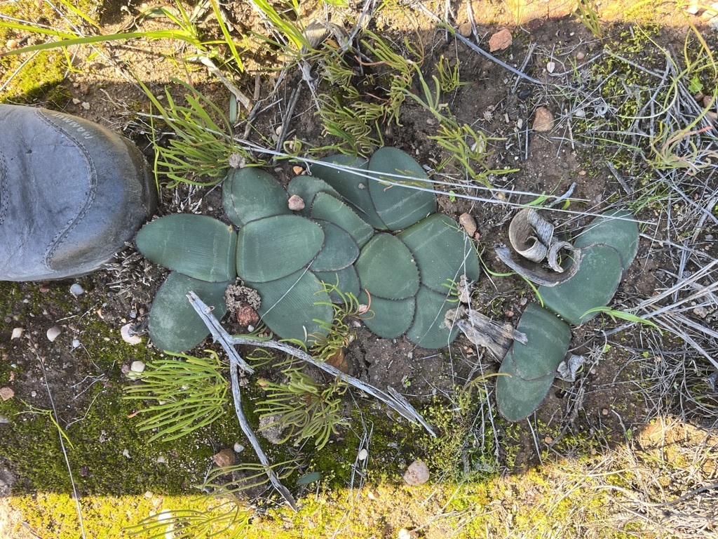 Brunsvigia nervosa