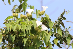 Odonellia hirtiflora