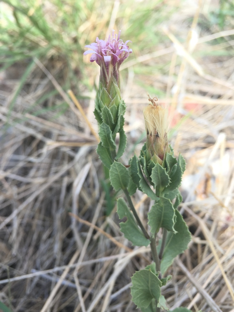 Acourtia parryi